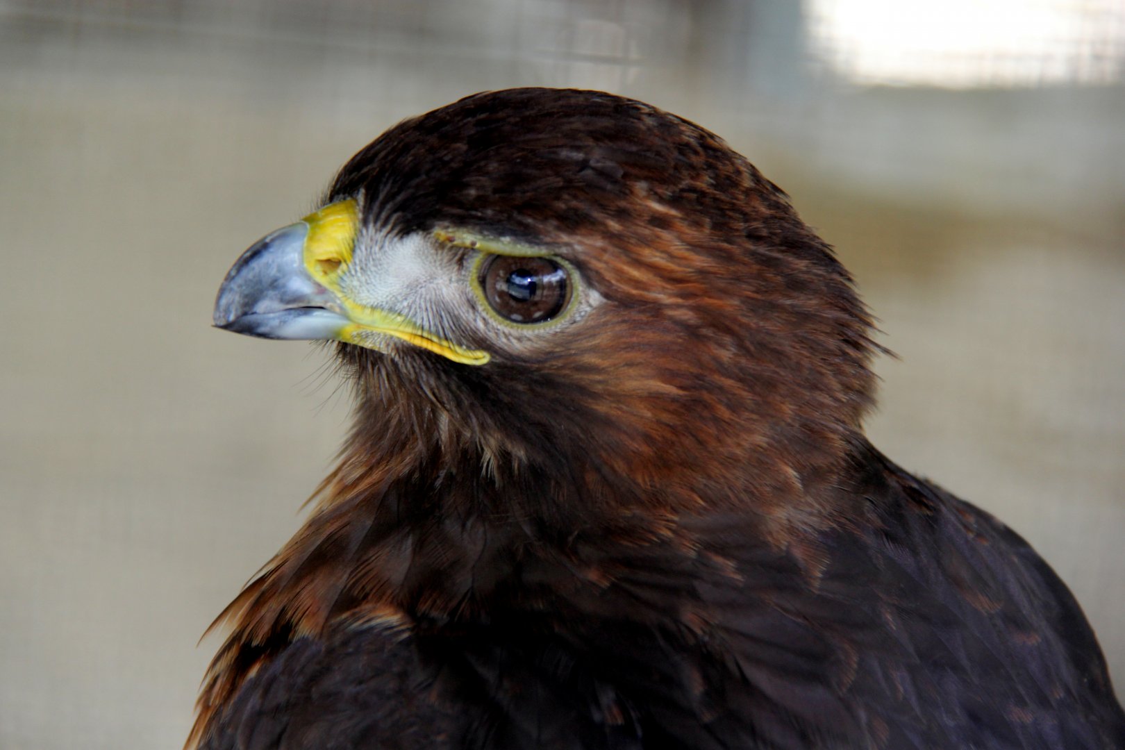 red-tailed hawk (Buteo jamaicensis)