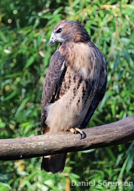 Red-tailed hawk (Buteo jamaicensis)