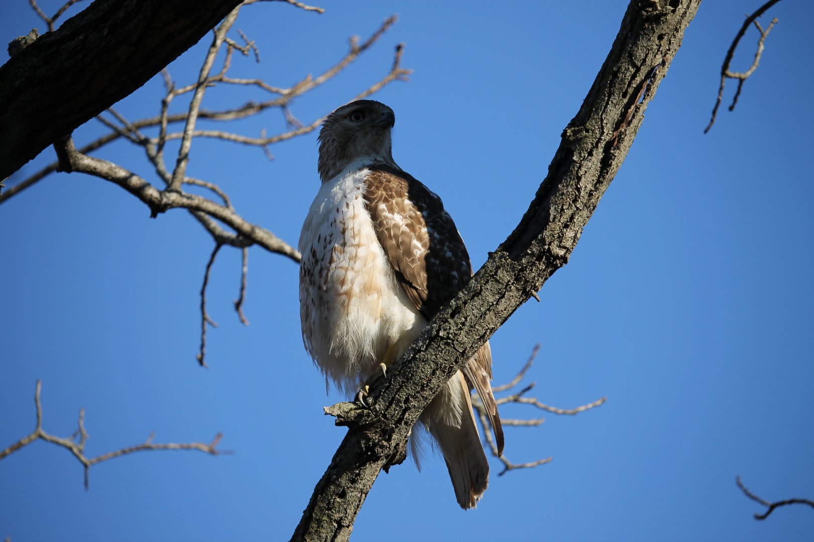 Red-Tailed Hawk (Buteo jamaicensis)