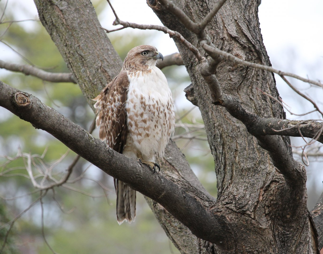 Red-Tailed Hawk (Buteo jamaicensis)
