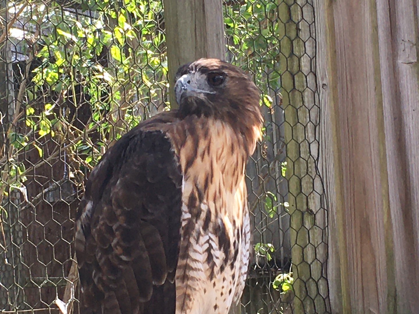 Red-Tailed Hawk (Buteo jamaicensis)