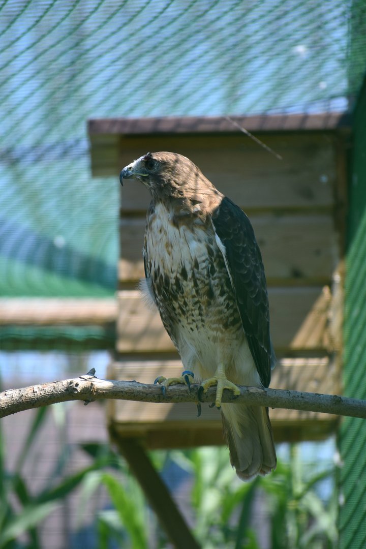 Red-tailed Hawk - Buteo jamaicensis