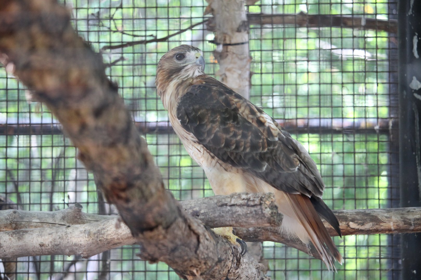 Red-Tailed Hawk (Buteo jamaicensis)