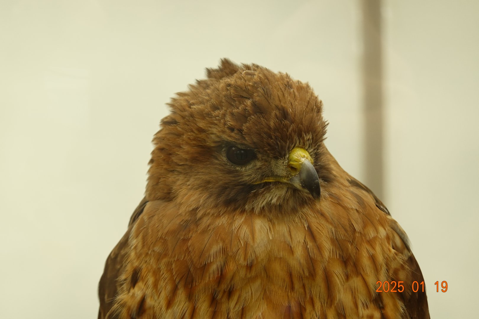 Red-tailed Hawk (Buteo jamaicensis)