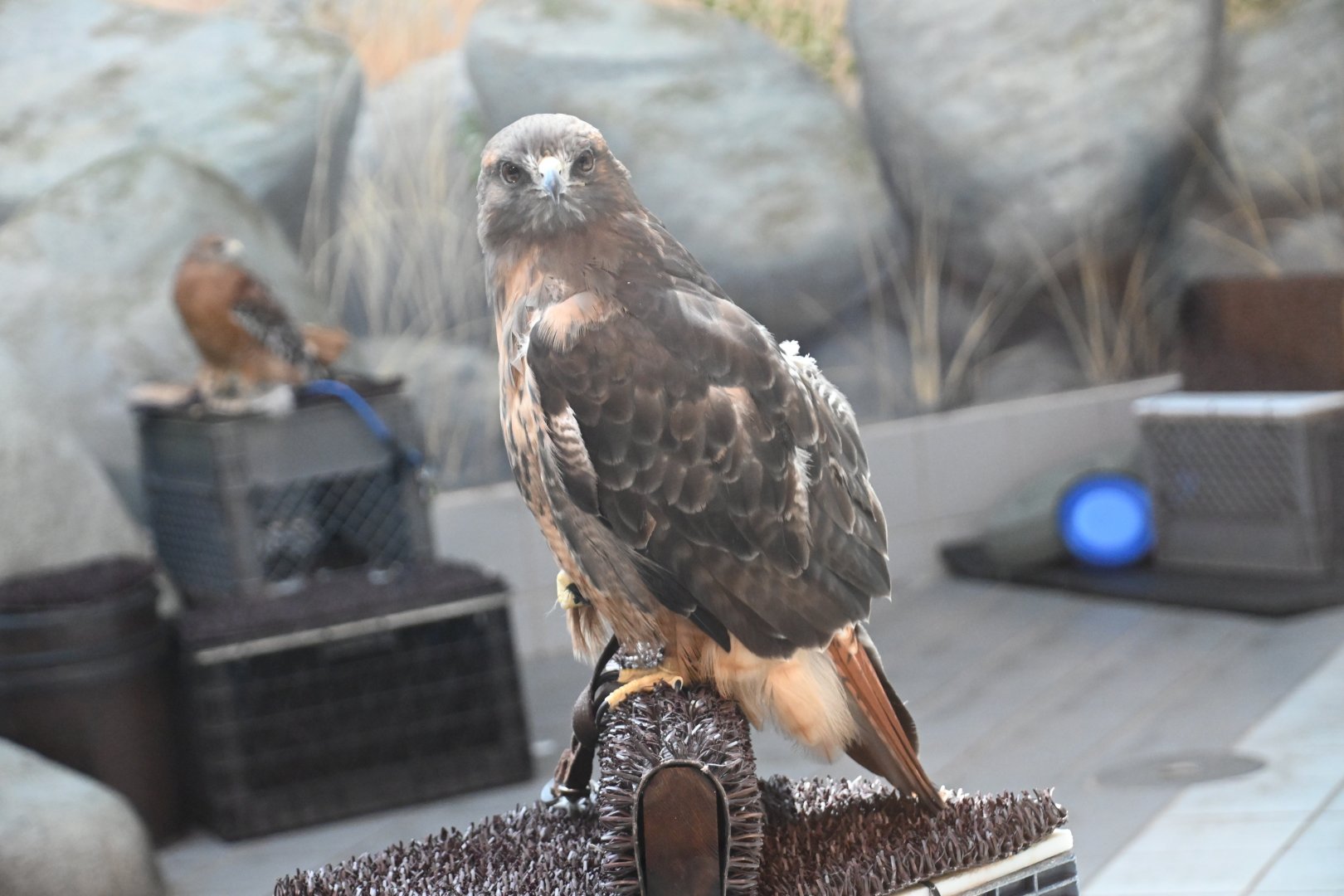 Red-tailed hawk (Buteo jamaicensis)