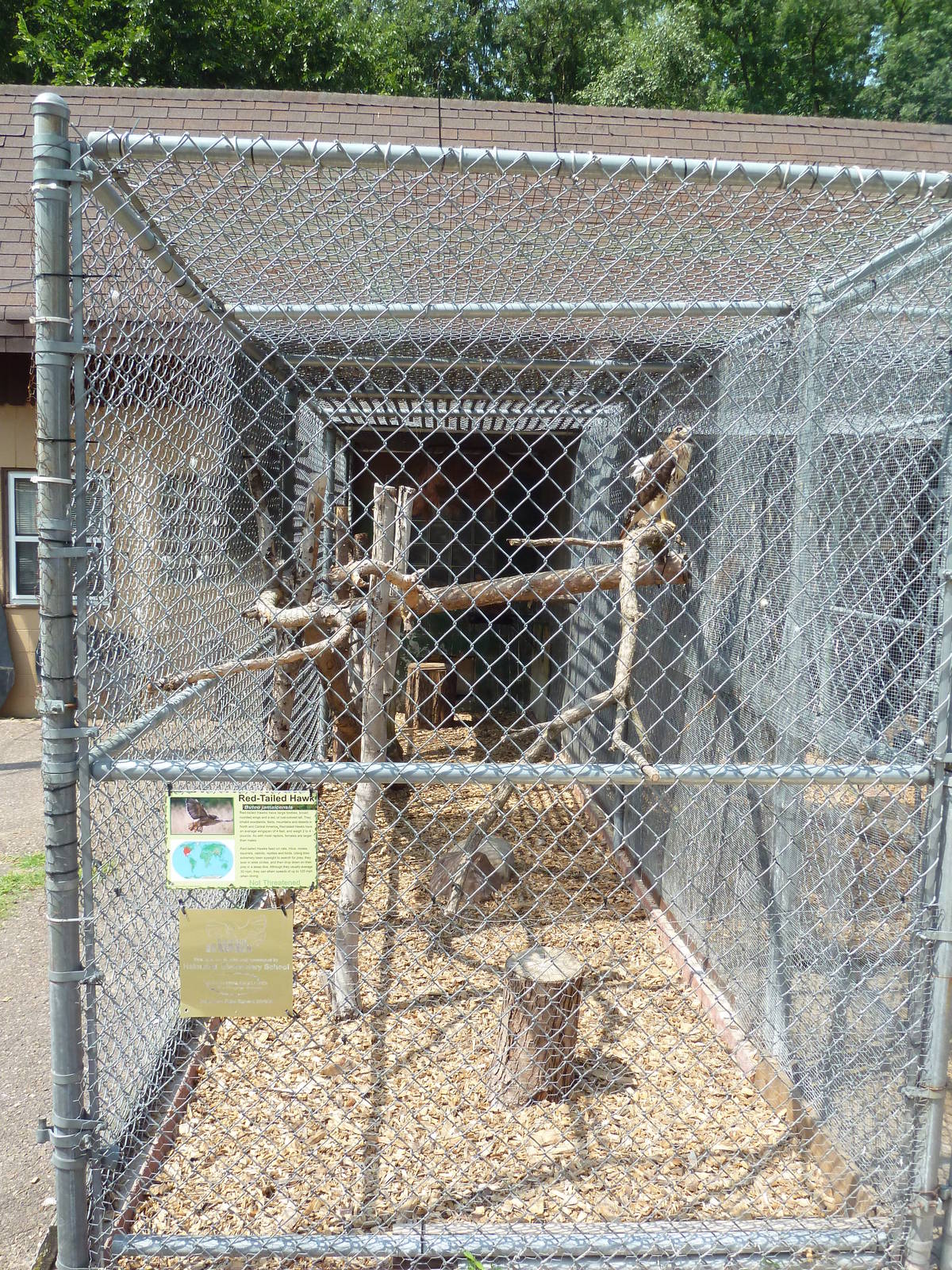 Red-Tailed Hawk Cage