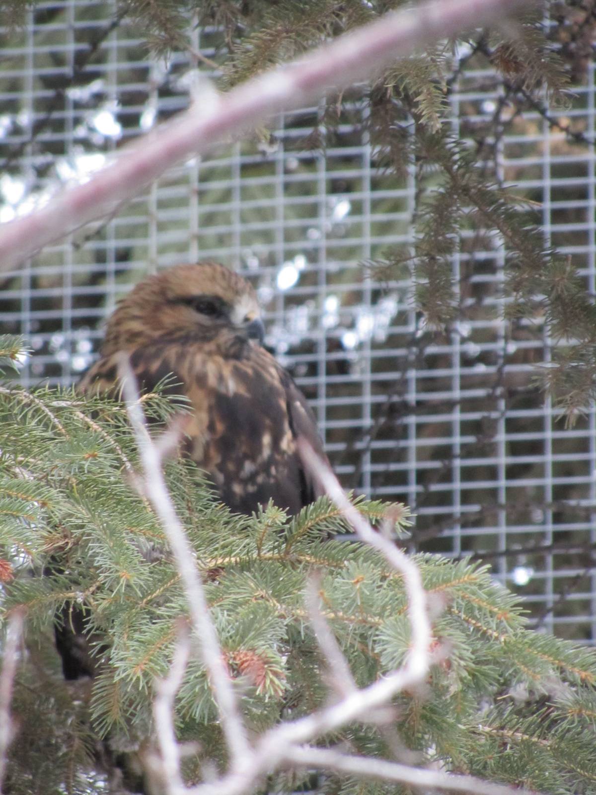Red Tailed Hawk Dec 26