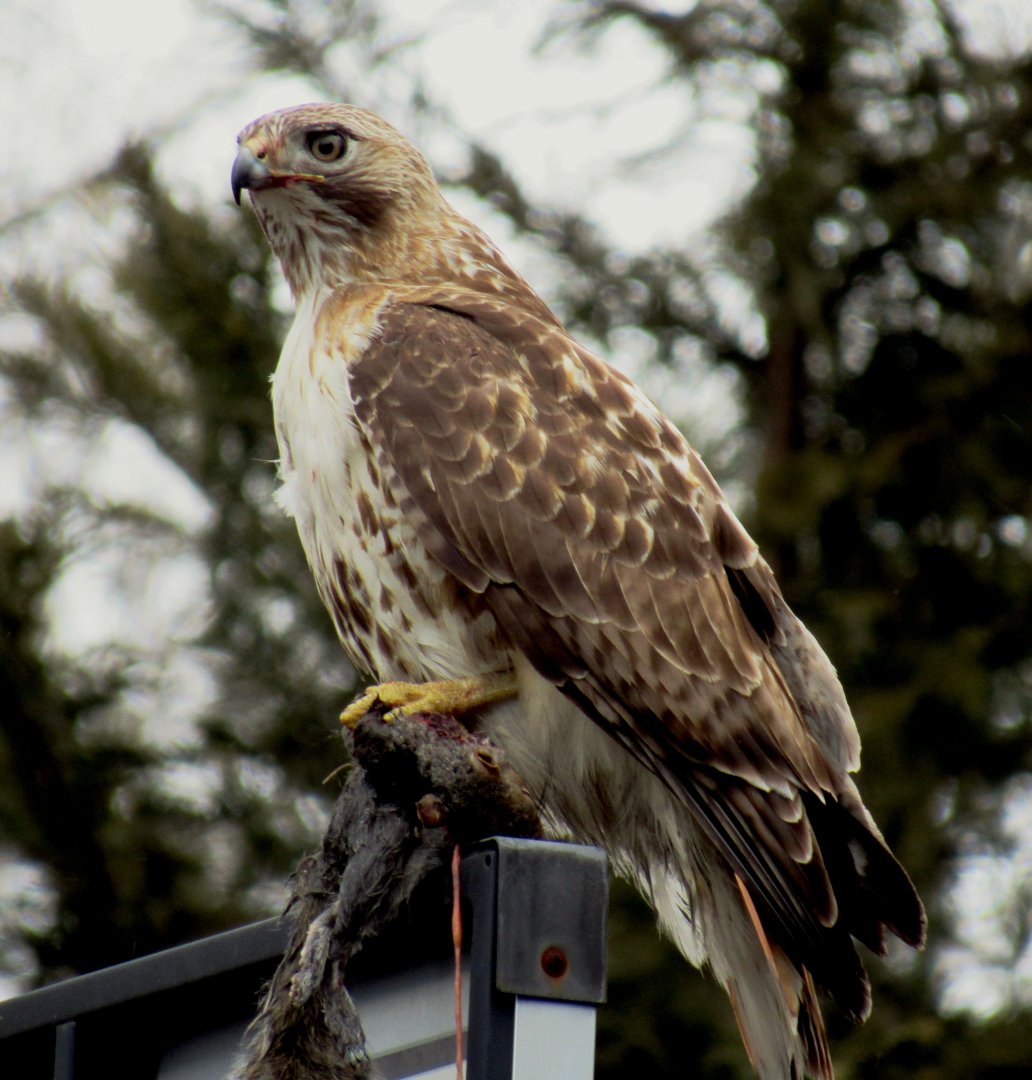 Red-Tailed Hawk eating a squirrel in my backyard