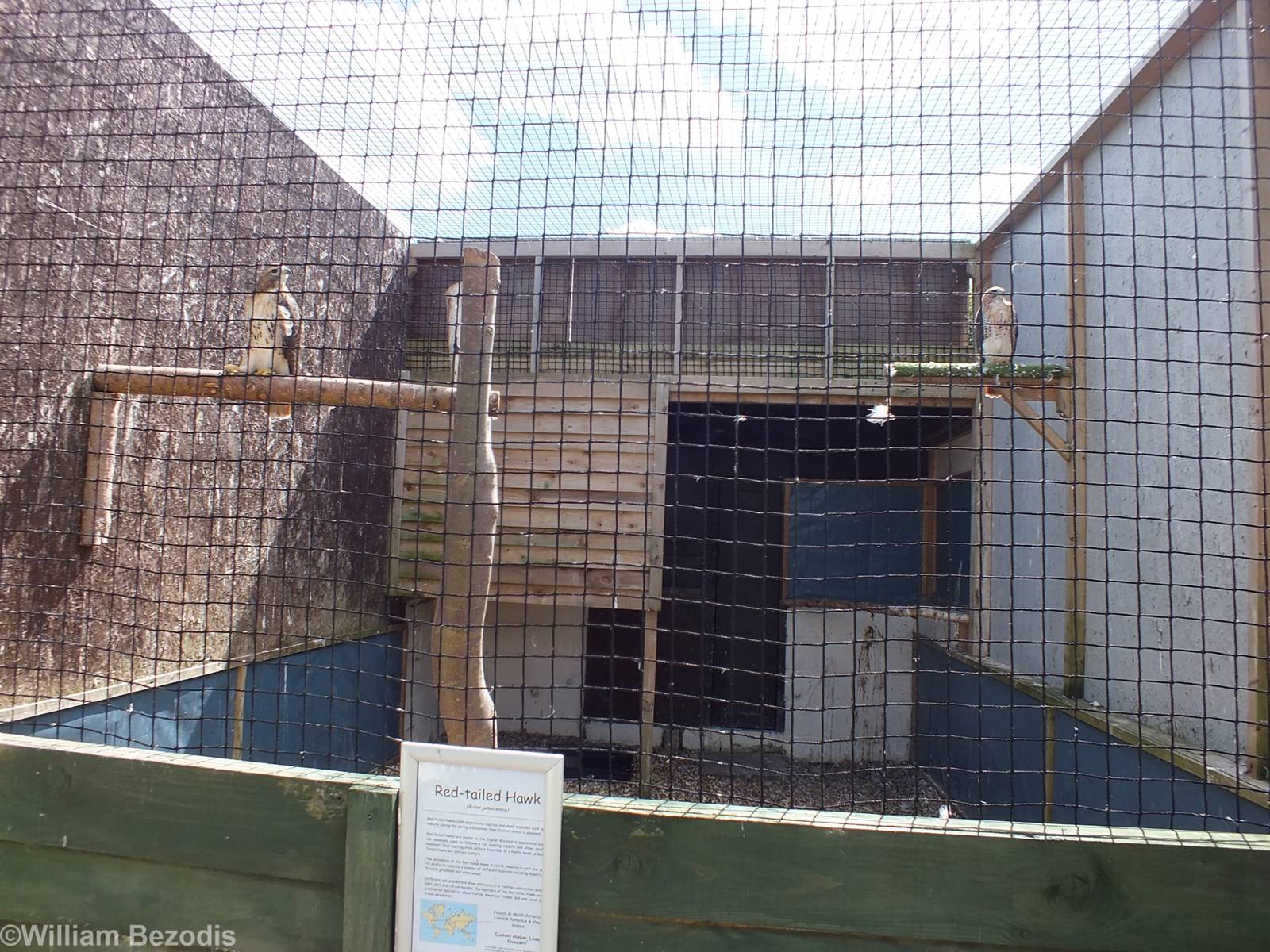 Red-tailed Hawk Enclosure