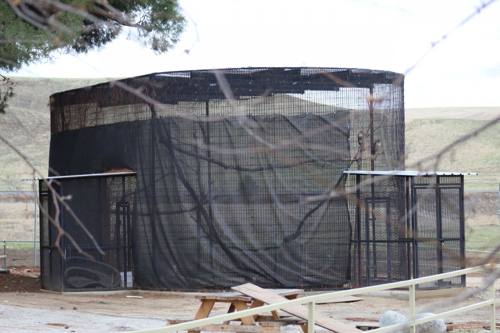 Red-Tailed Hawk Enclosure