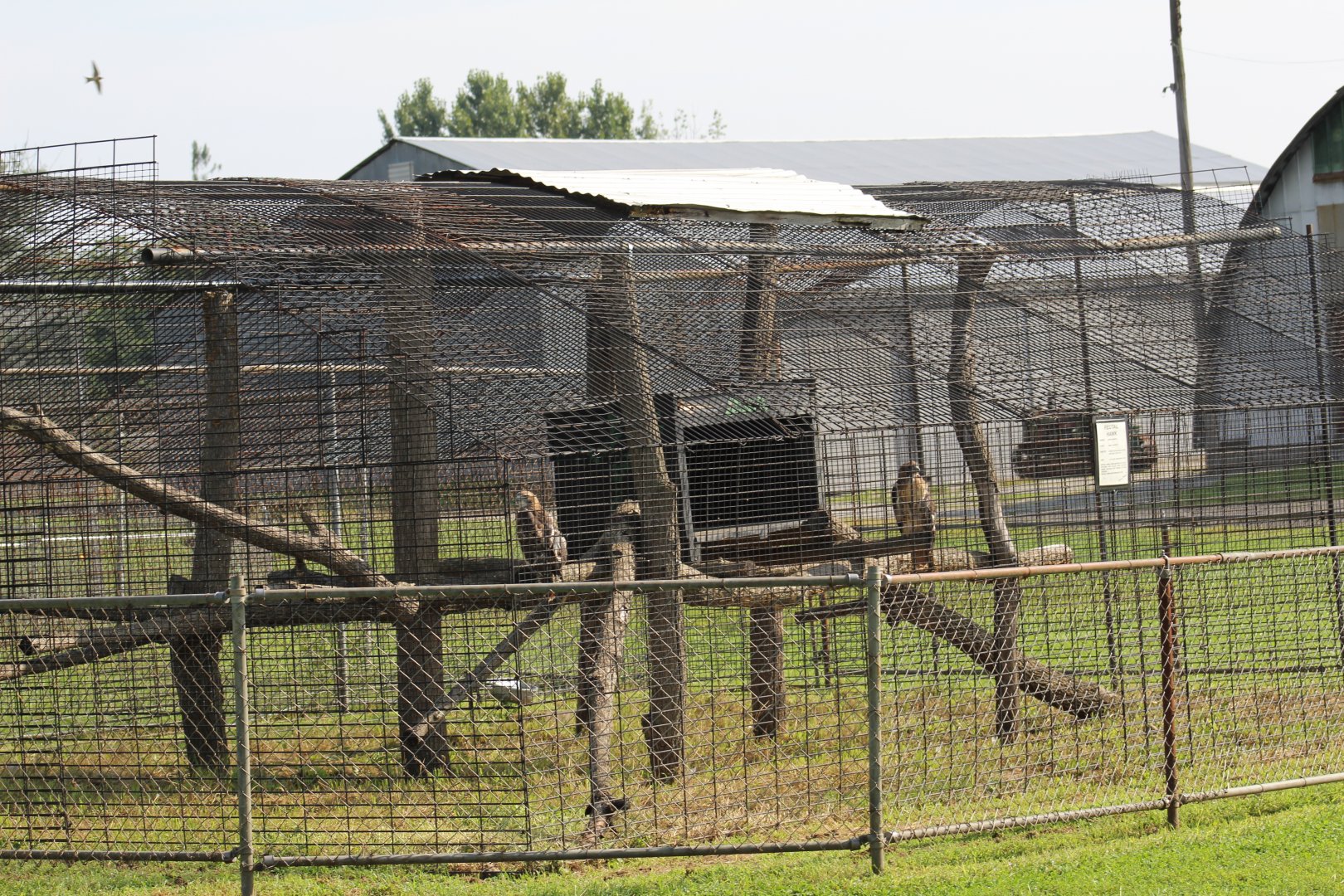 Red-Tailed Hawk Enclosure