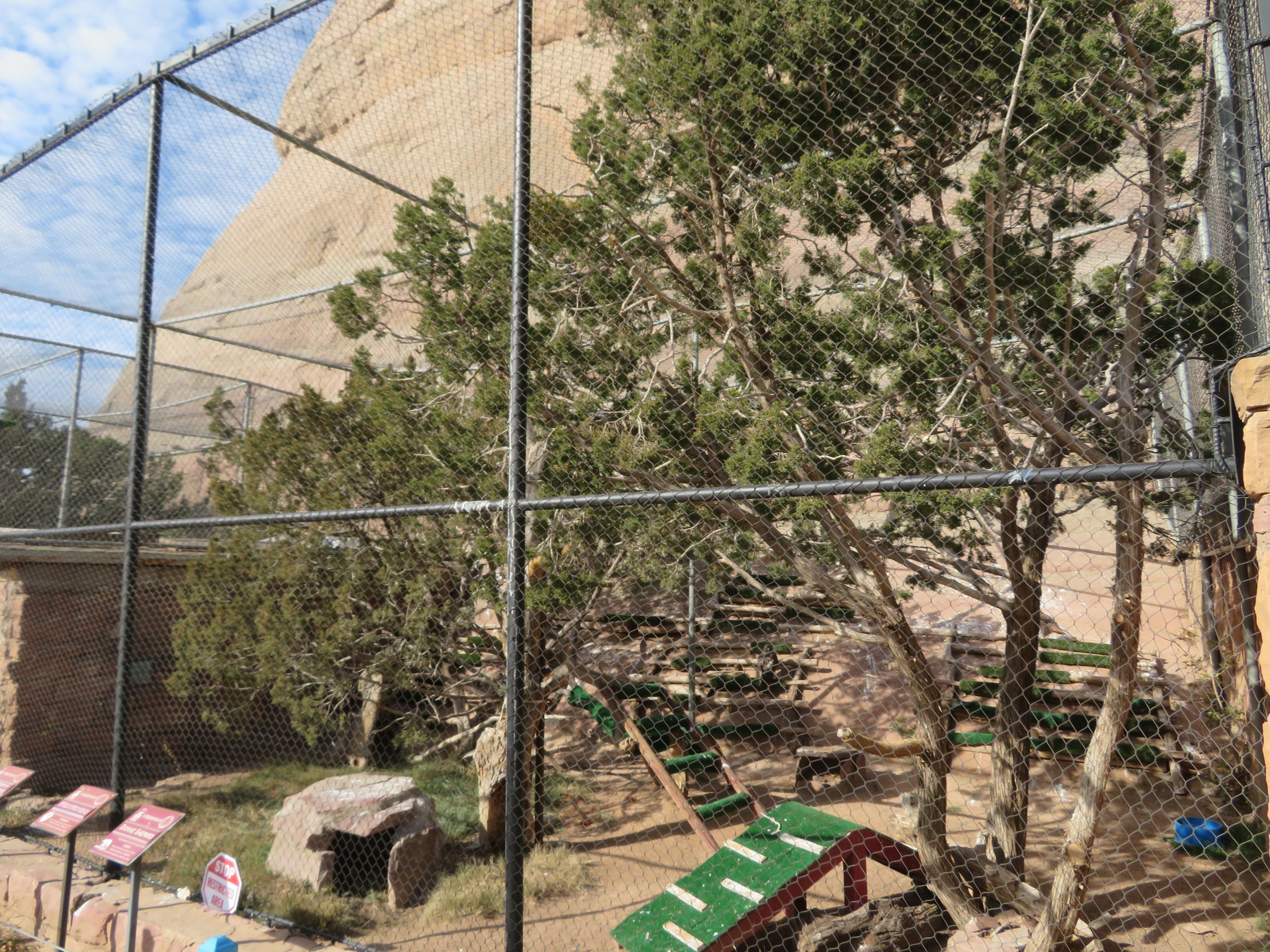 Red-tailed Hawk Enclosure