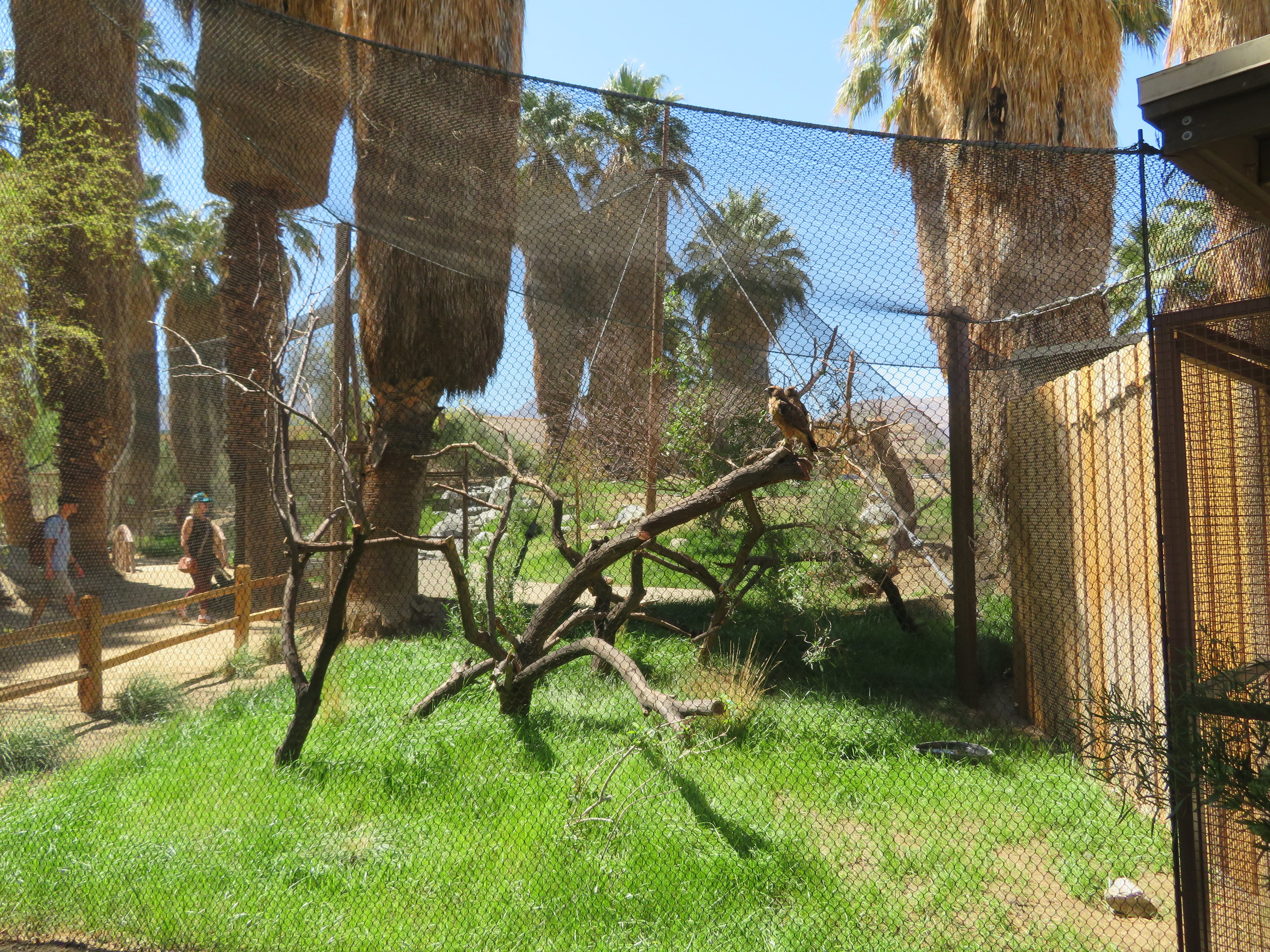Red-tailed Hawk Enclosure