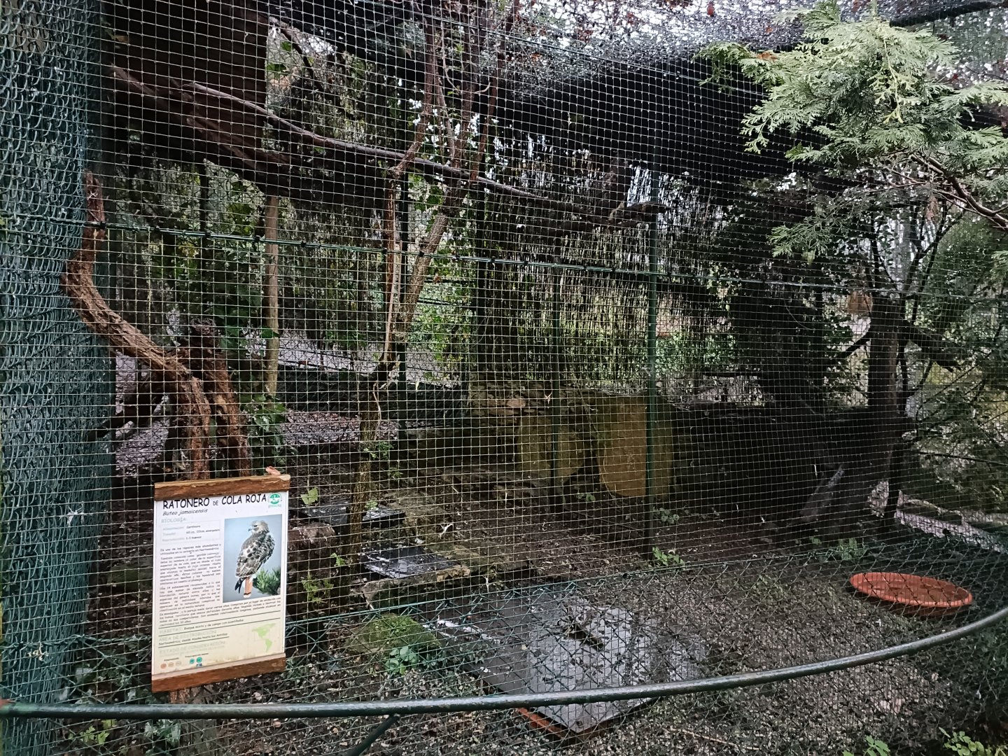 Red-tailed hawk exhibit- Avifauna Lugo