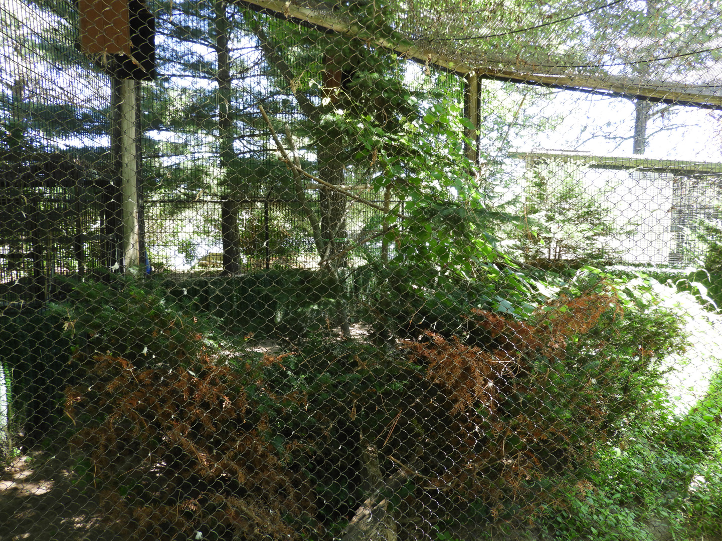 Red-Tailed Hawk exhibit - Wildwood Zoo