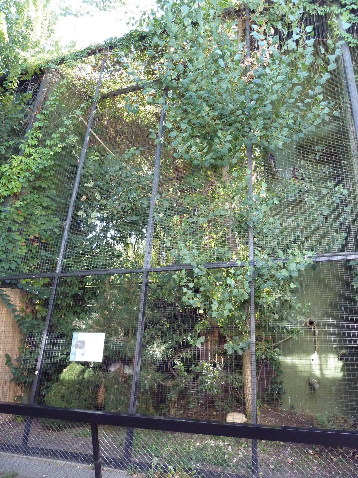 Red-Tailed Hawk Exhibit