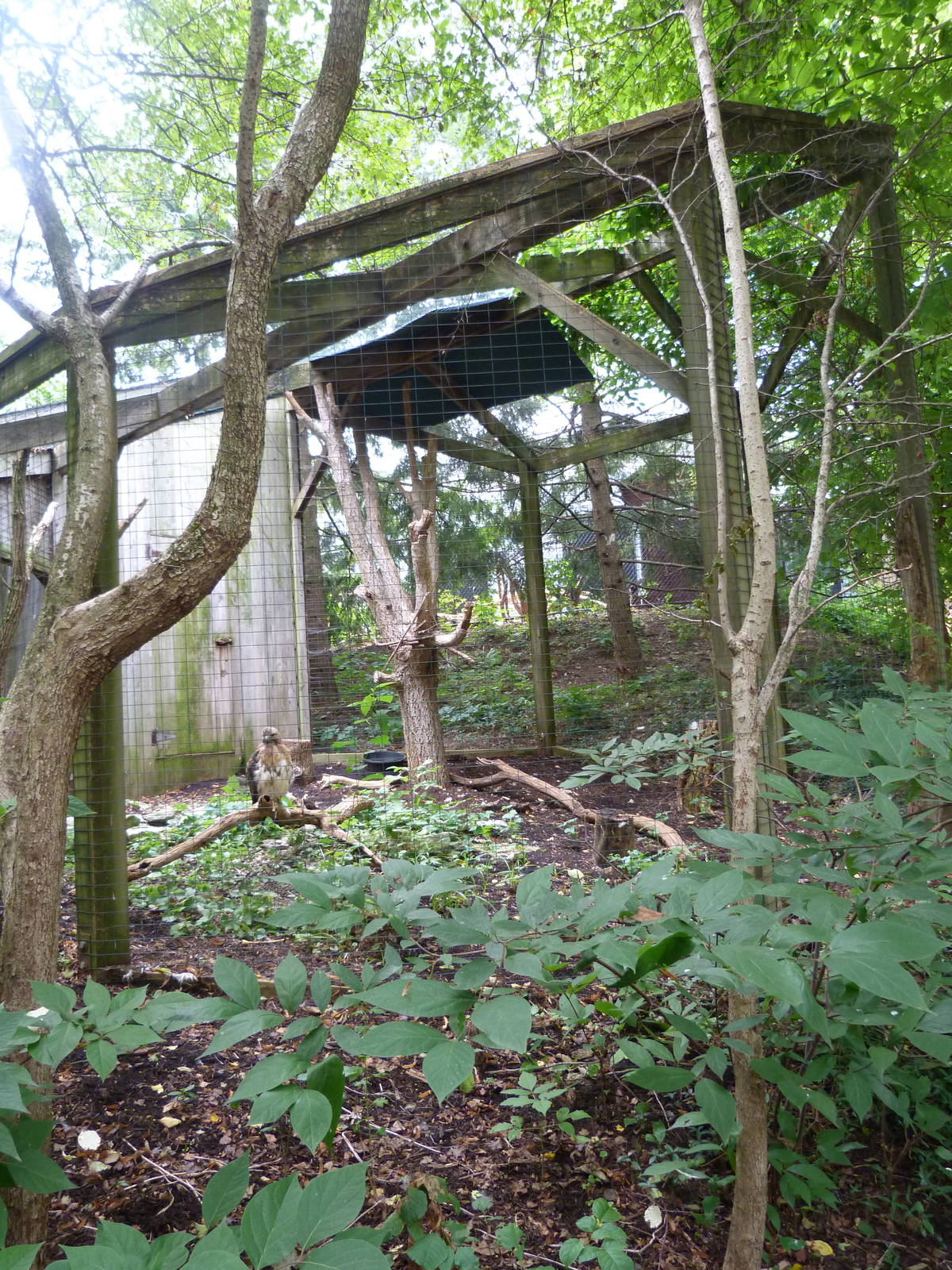 Red Tailed Hawk Exhibit