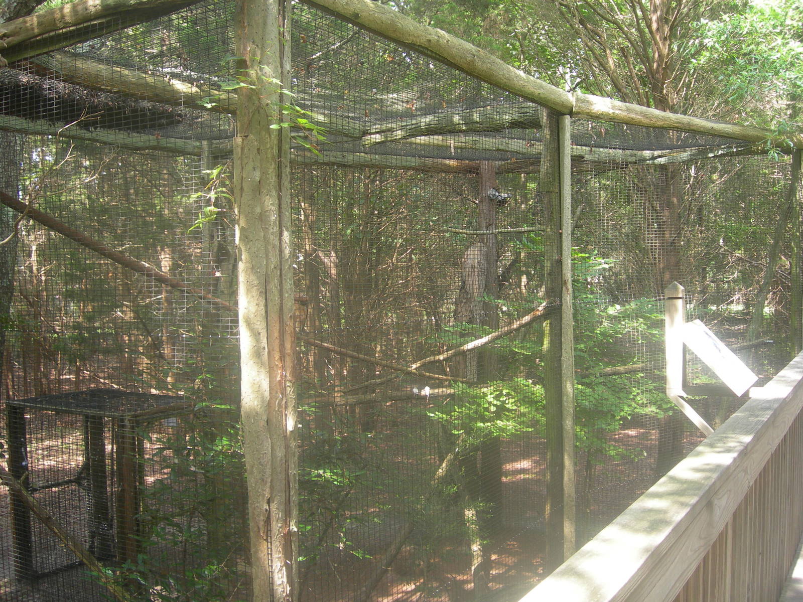 Red Tailed hawk Exhibit