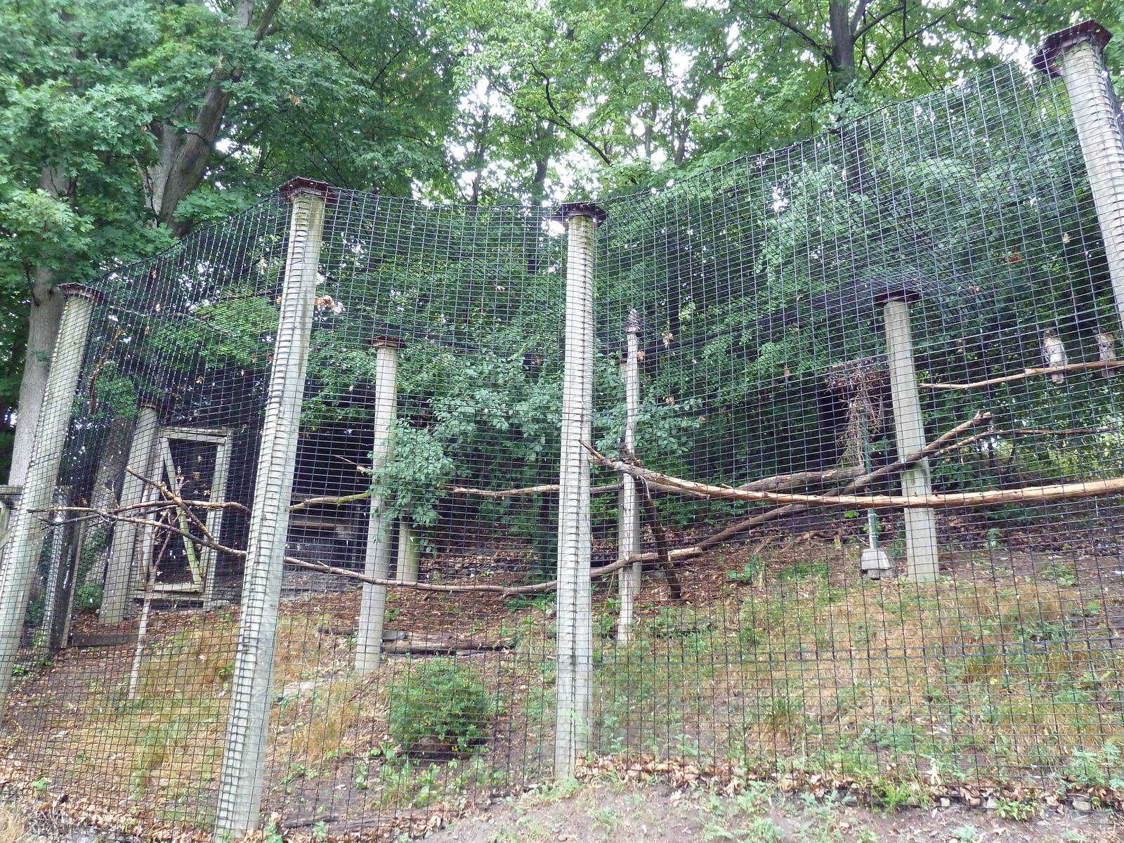 Red-Tailed Hawk Exhibit