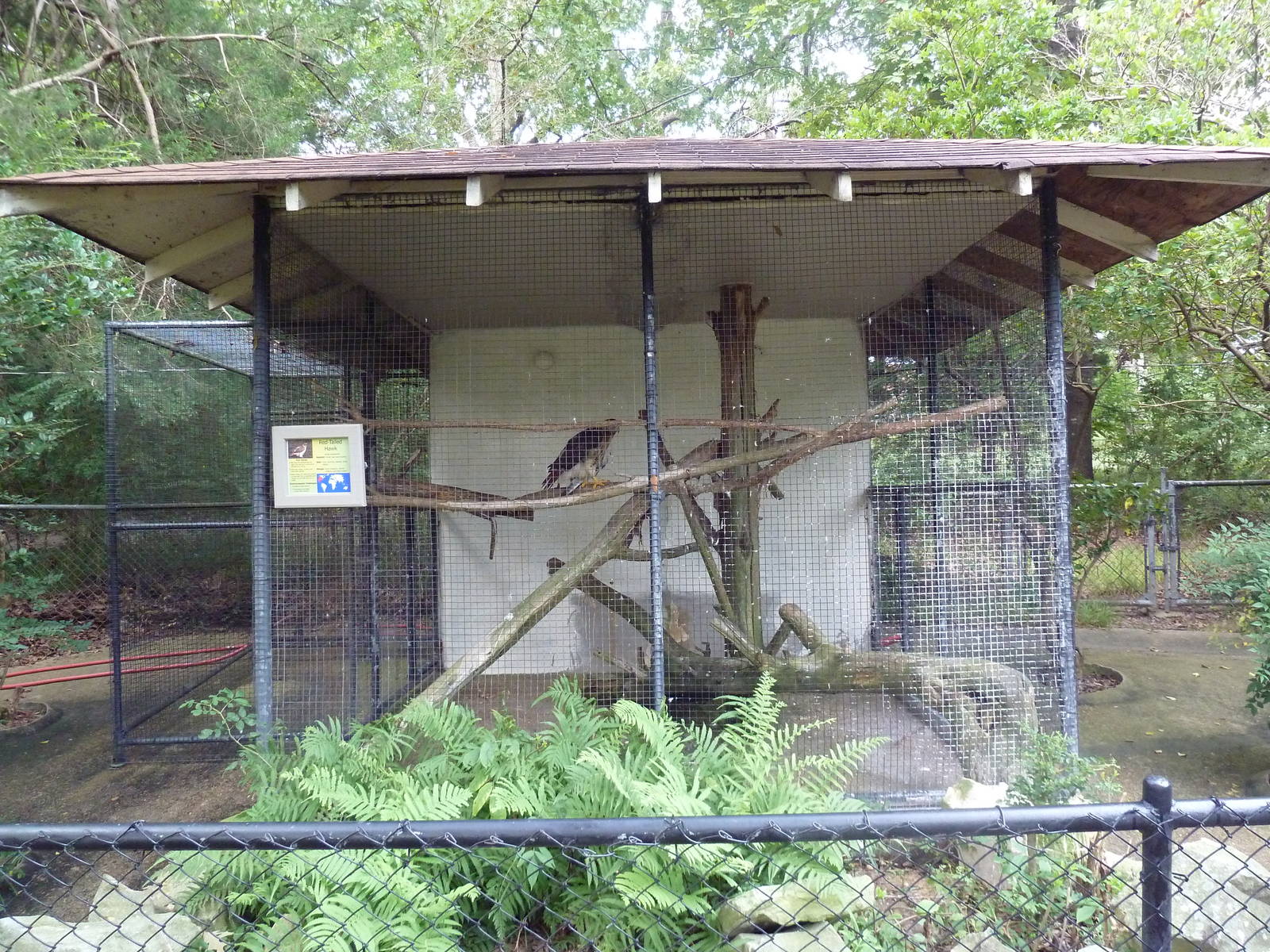Red-Tailed Hawk Exhibit