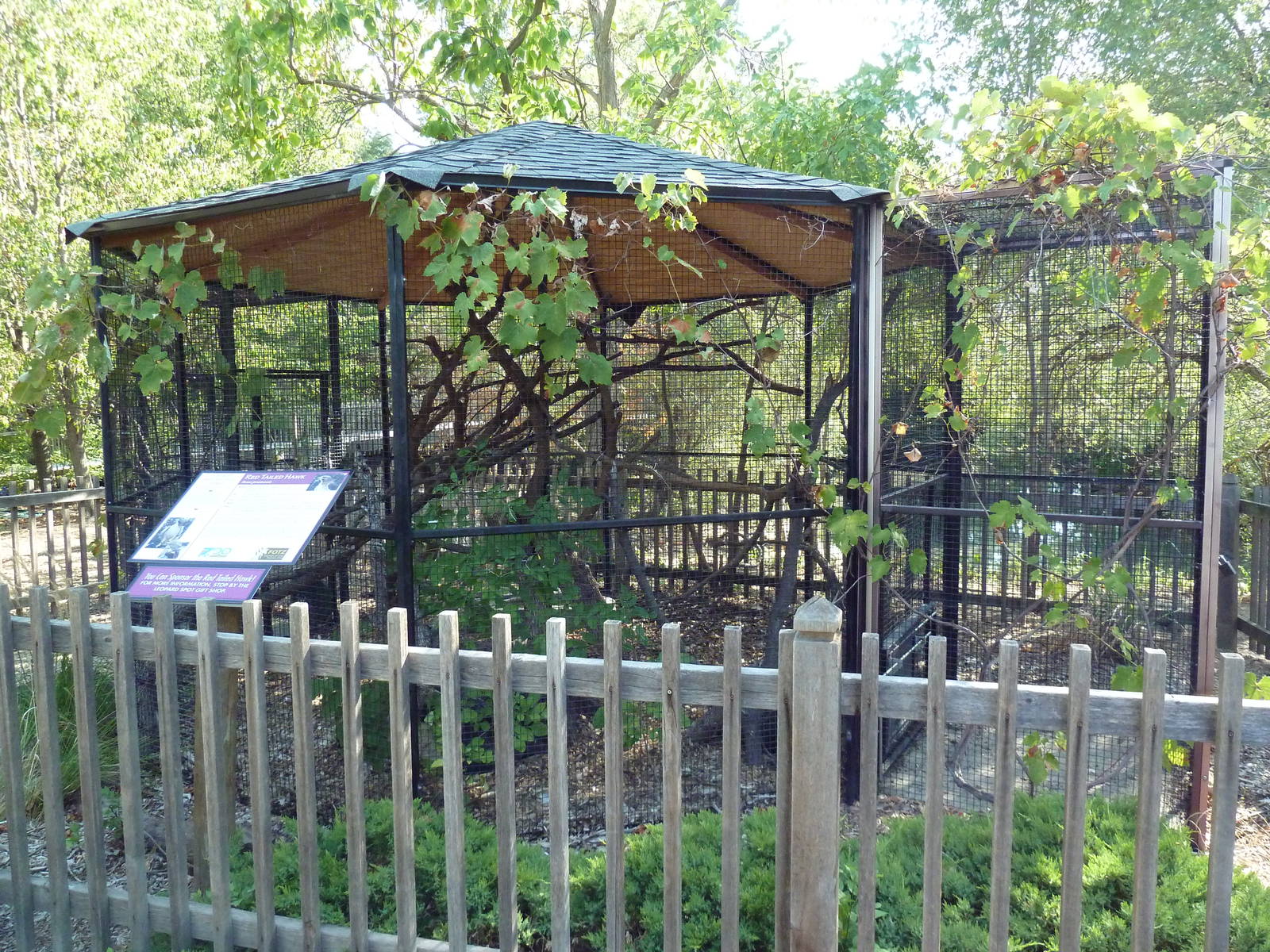 Red-Tailed Hawk Exhibit