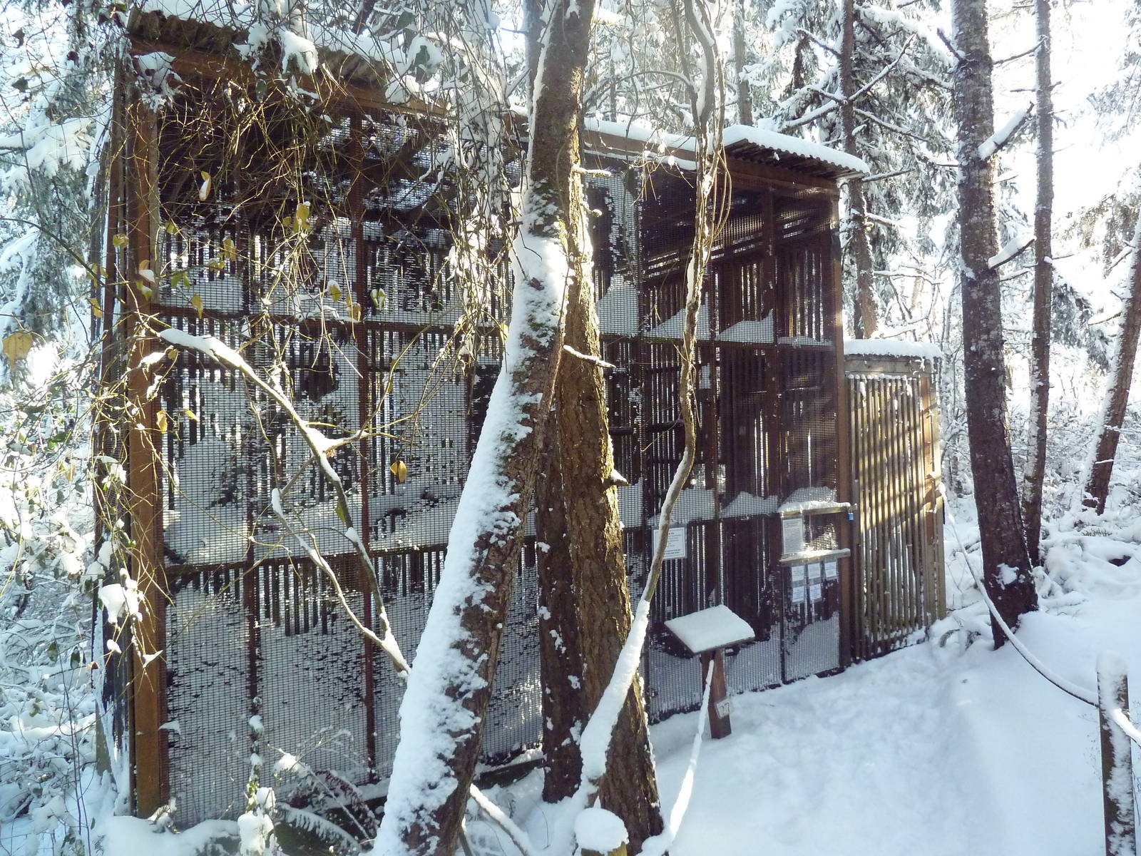 Red-Tailed Hawk Exhibit