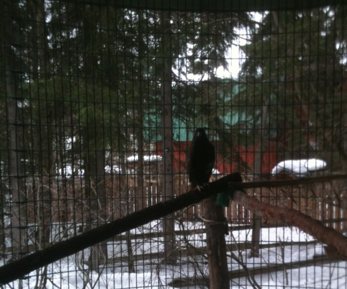 Red-tailed Hawk Exhibit