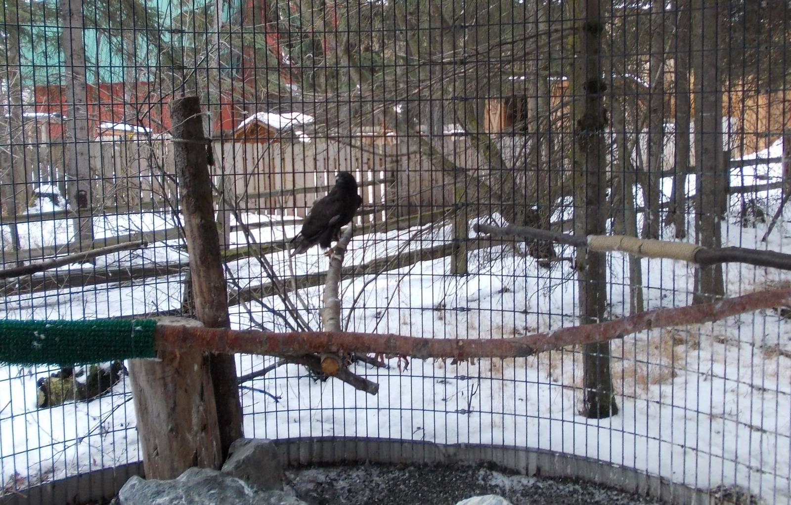 Red-tailed Hawk Exhibit