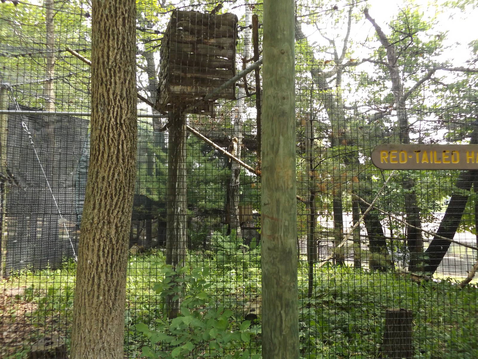 Red-tailed Hawk Exhibit