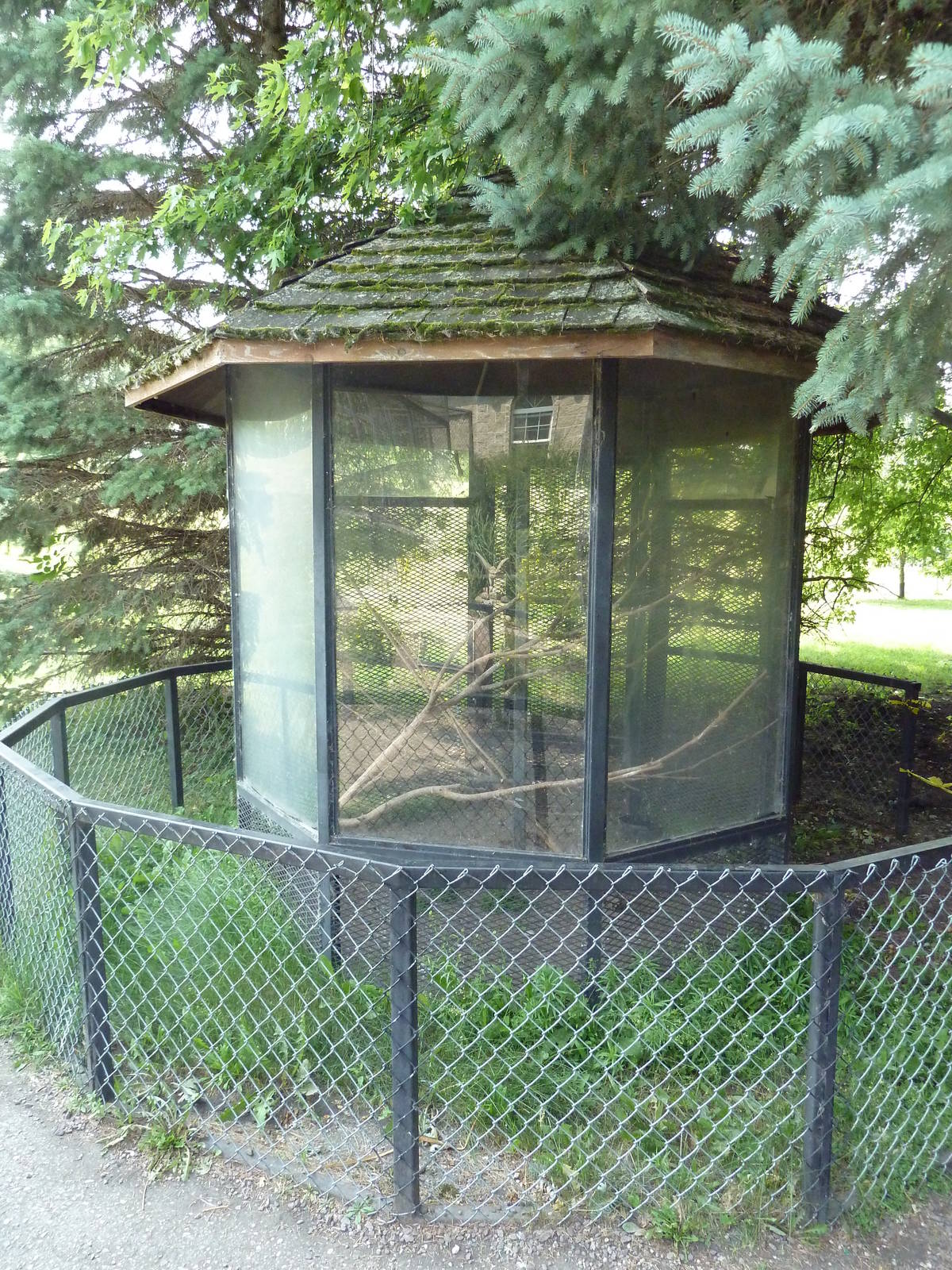 Red-Tailed Hawk Exhibit