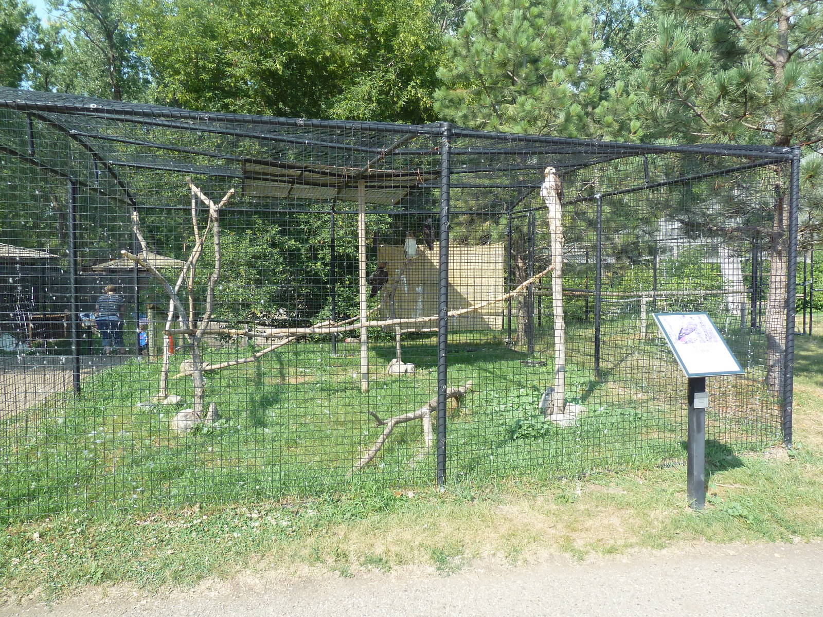 Red-Tailed Hawk Exhibit