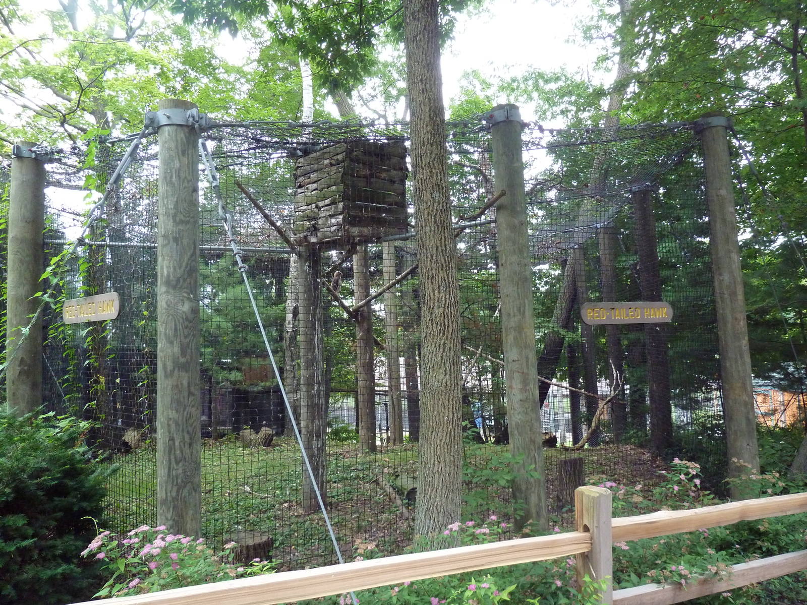 Red-Tailed Hawk Exhibit