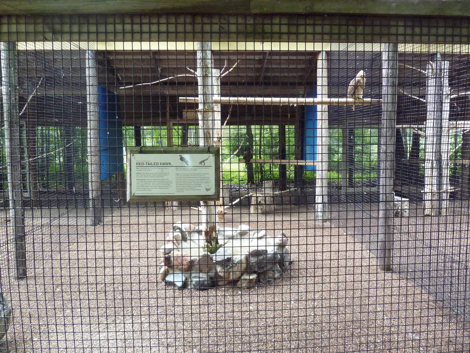 Red-Tailed Hawk Exhibit