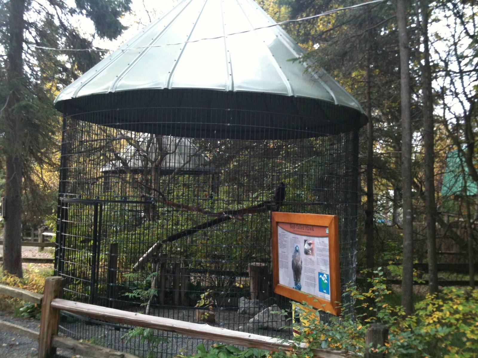 Red-tailed Hawk Exhibit