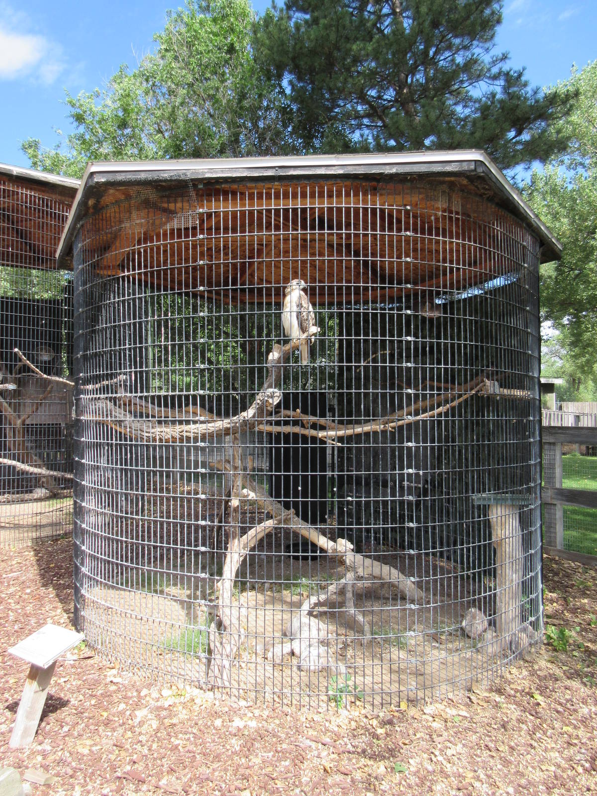 Red-Tailed Hawk Exhibit