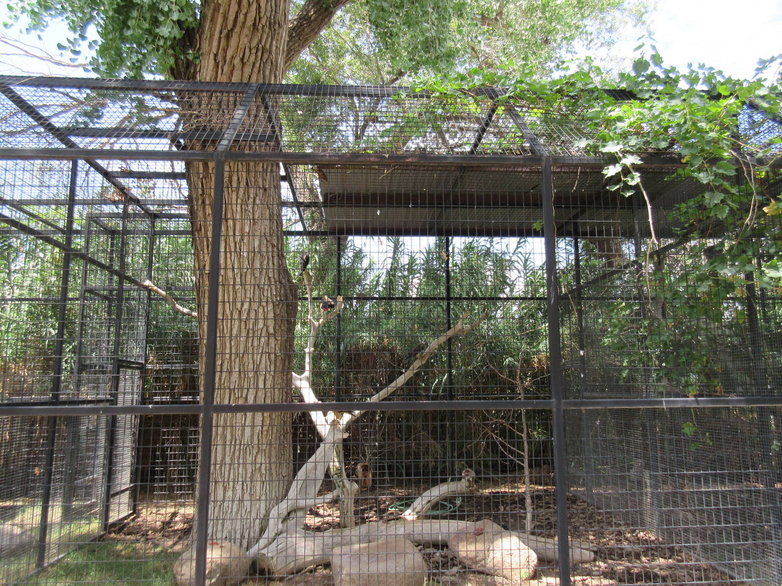 Red-Tailed Hawk Exhibit