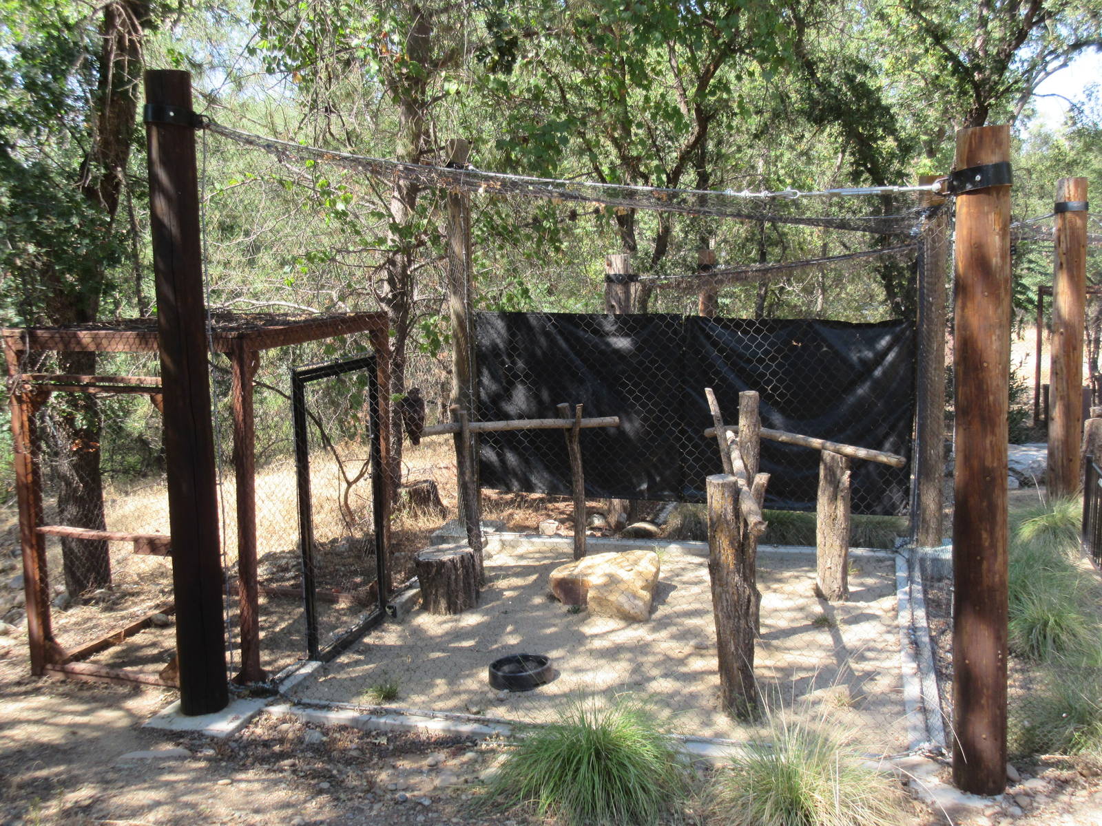 Red-Tailed Hawk Exhibit