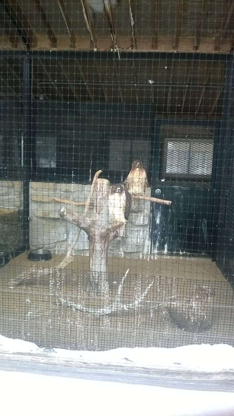 Red-tailed Hawk Exhibit