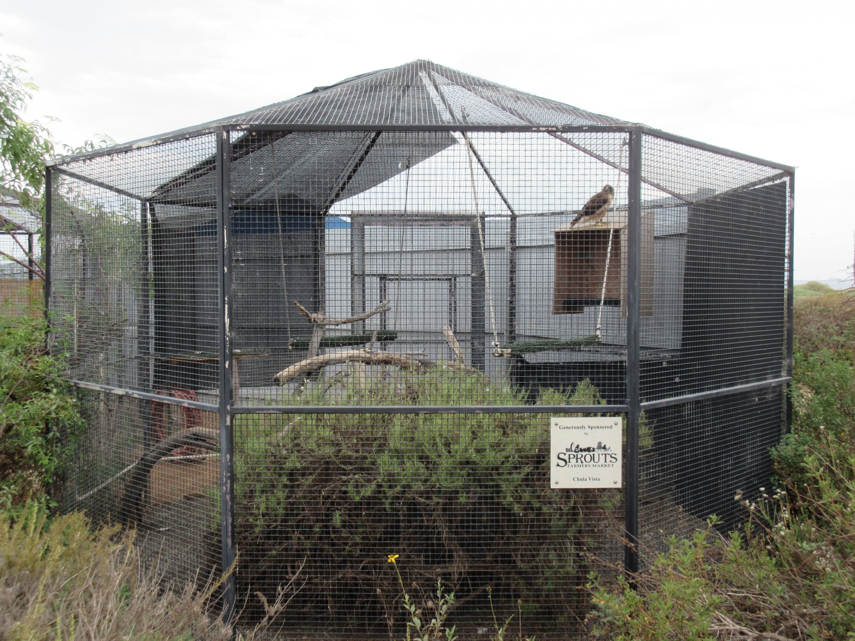 Red-Tailed Hawk Exhibit