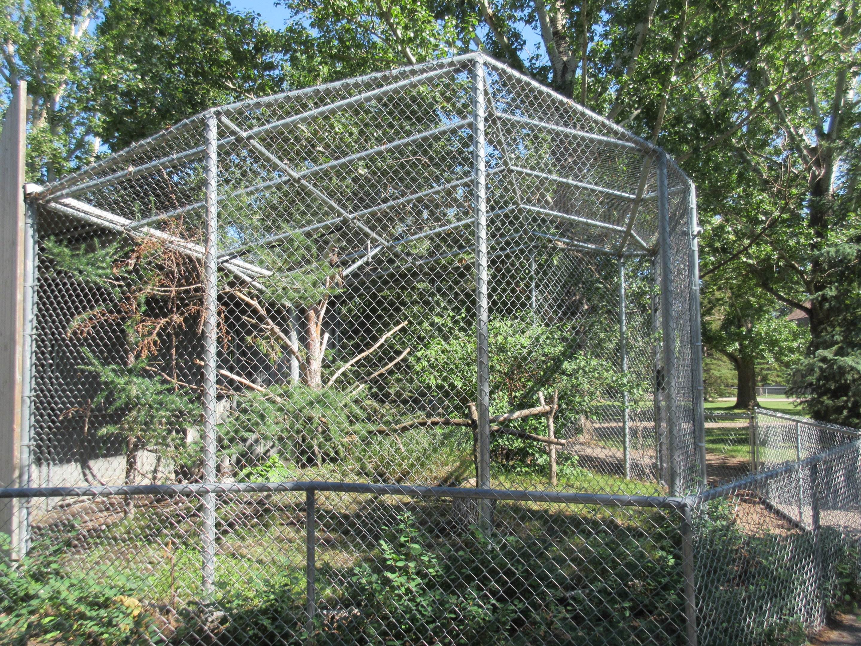 Red-tailed Hawk Exhibit