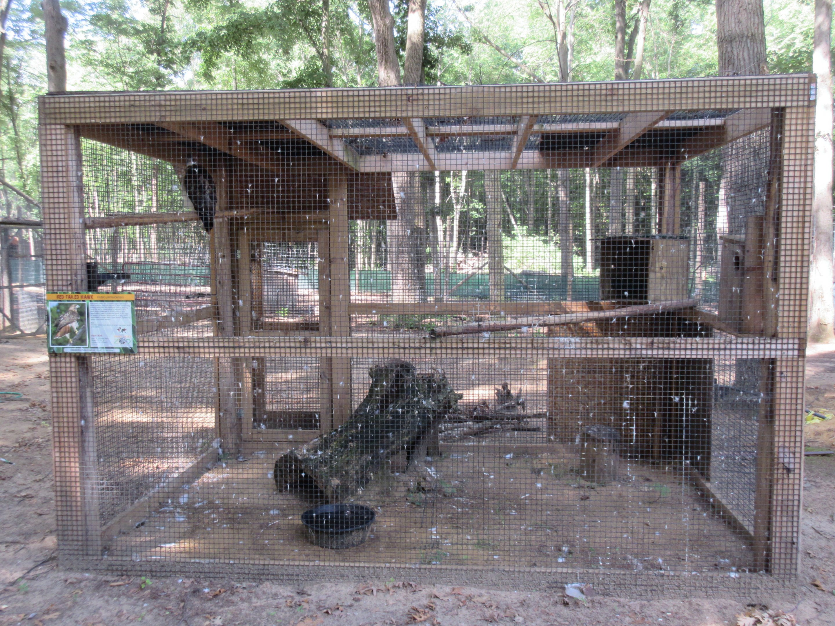 Red-tailed Hawk Exhibit