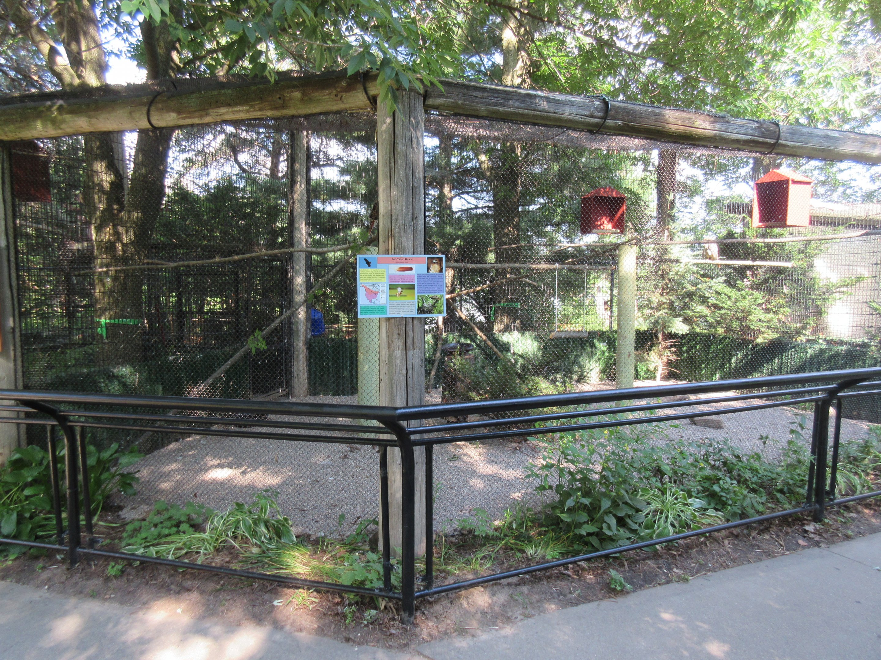 Red-tailed Hawk Exhibit