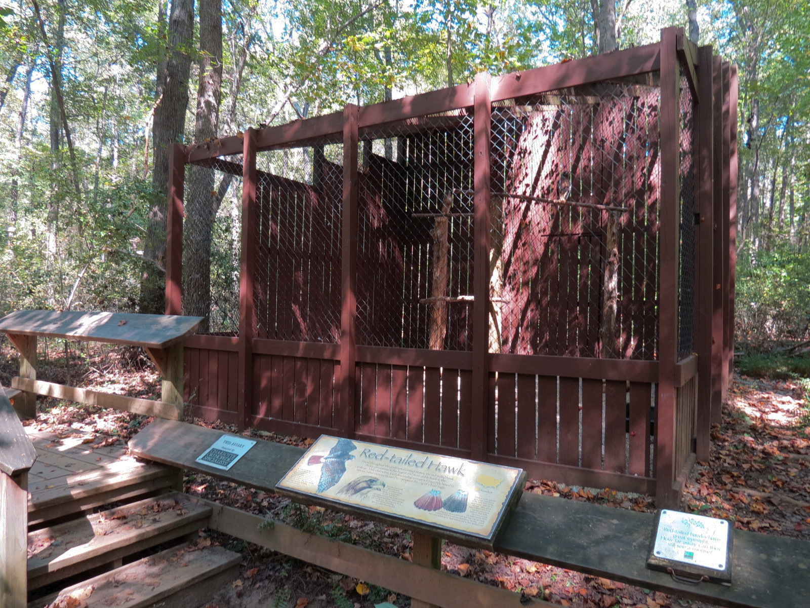 Red-tailed Hawk Exhibit
