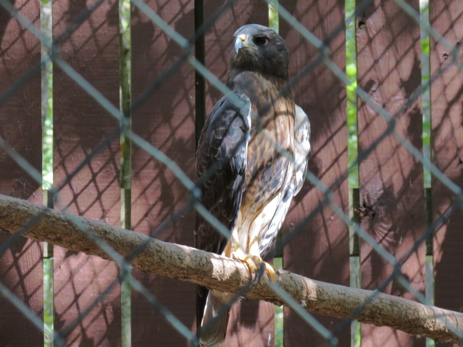 Red-tailed Hawk Exhibit