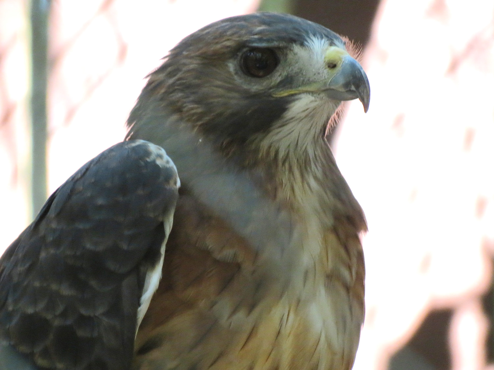 Red-tailed Hawk Exhibit