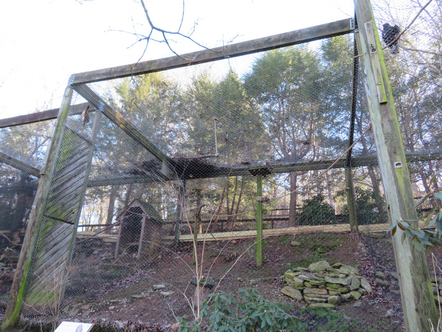 Red-tailed Hawk Exhibit
