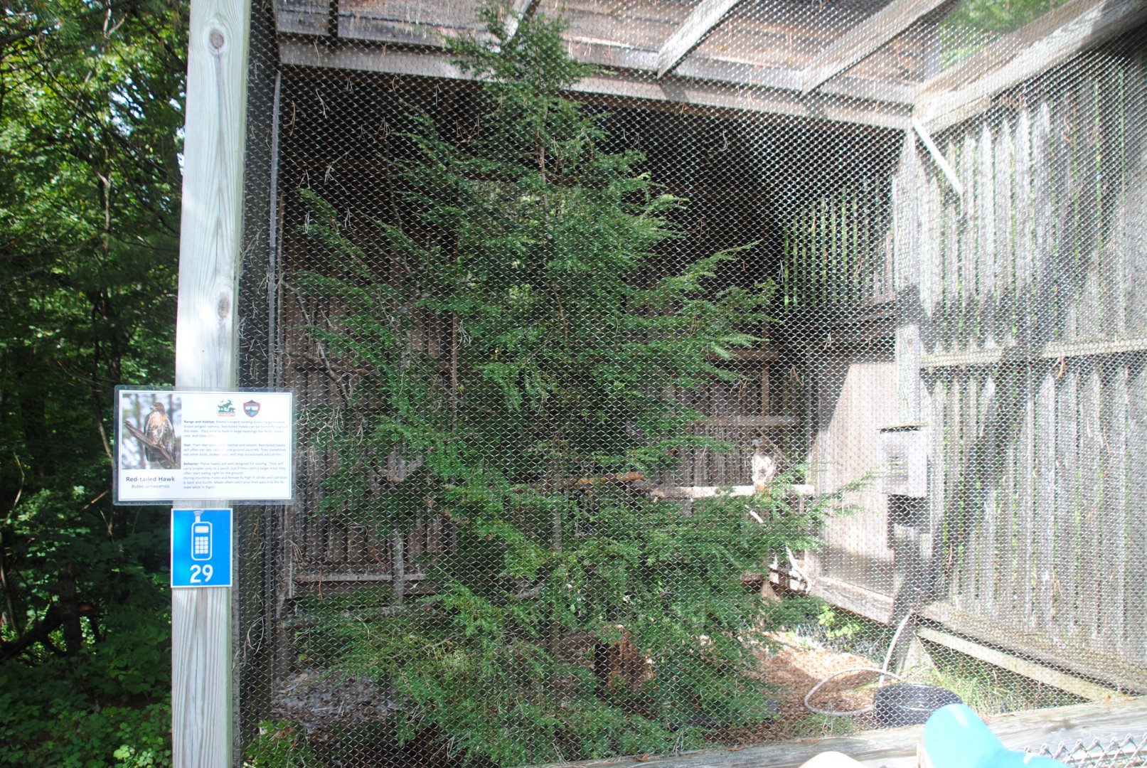 Red-tailed Hawk exhibit