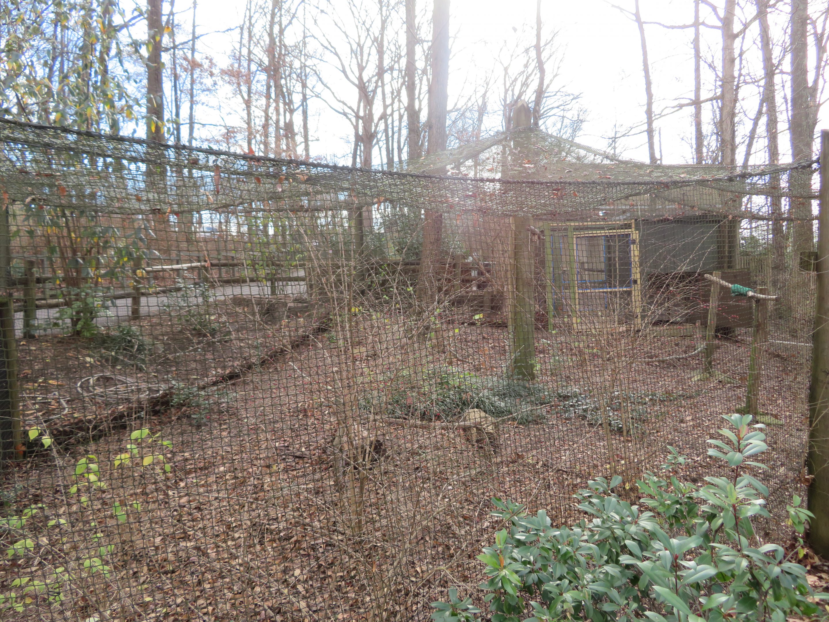 Red-tailed Hawk Exhibit