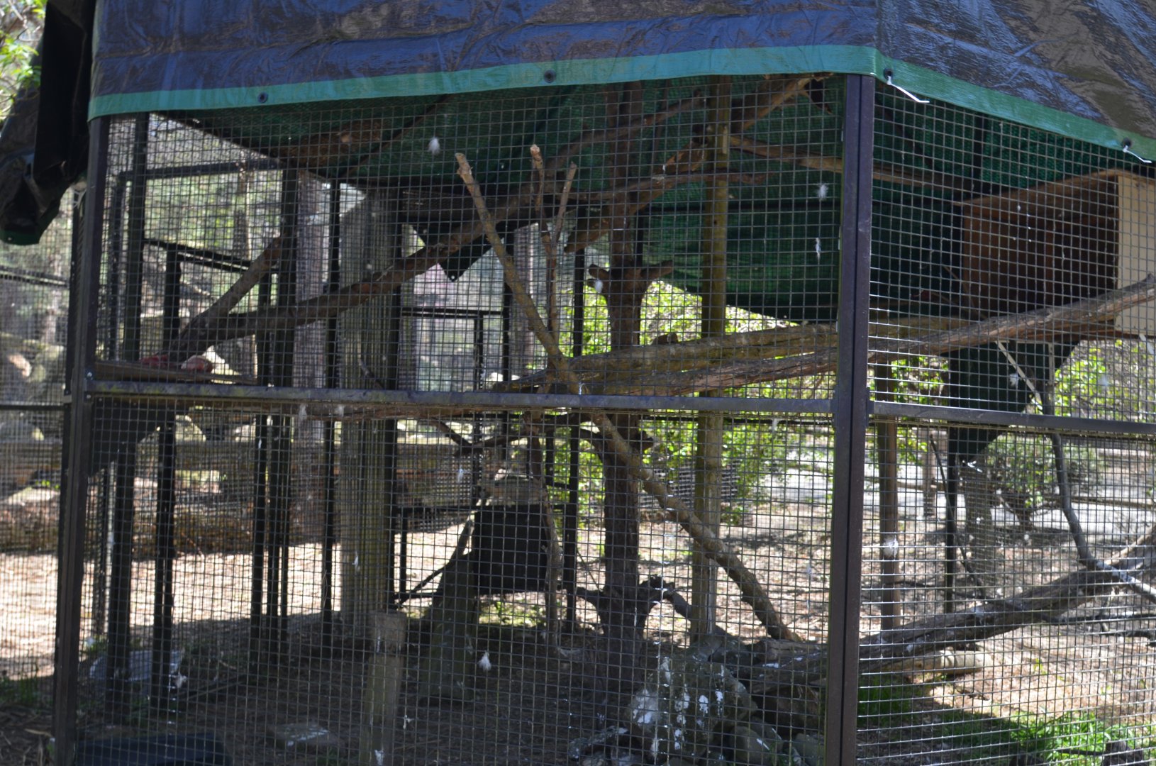 Red-Tailed Hawk Exhibit