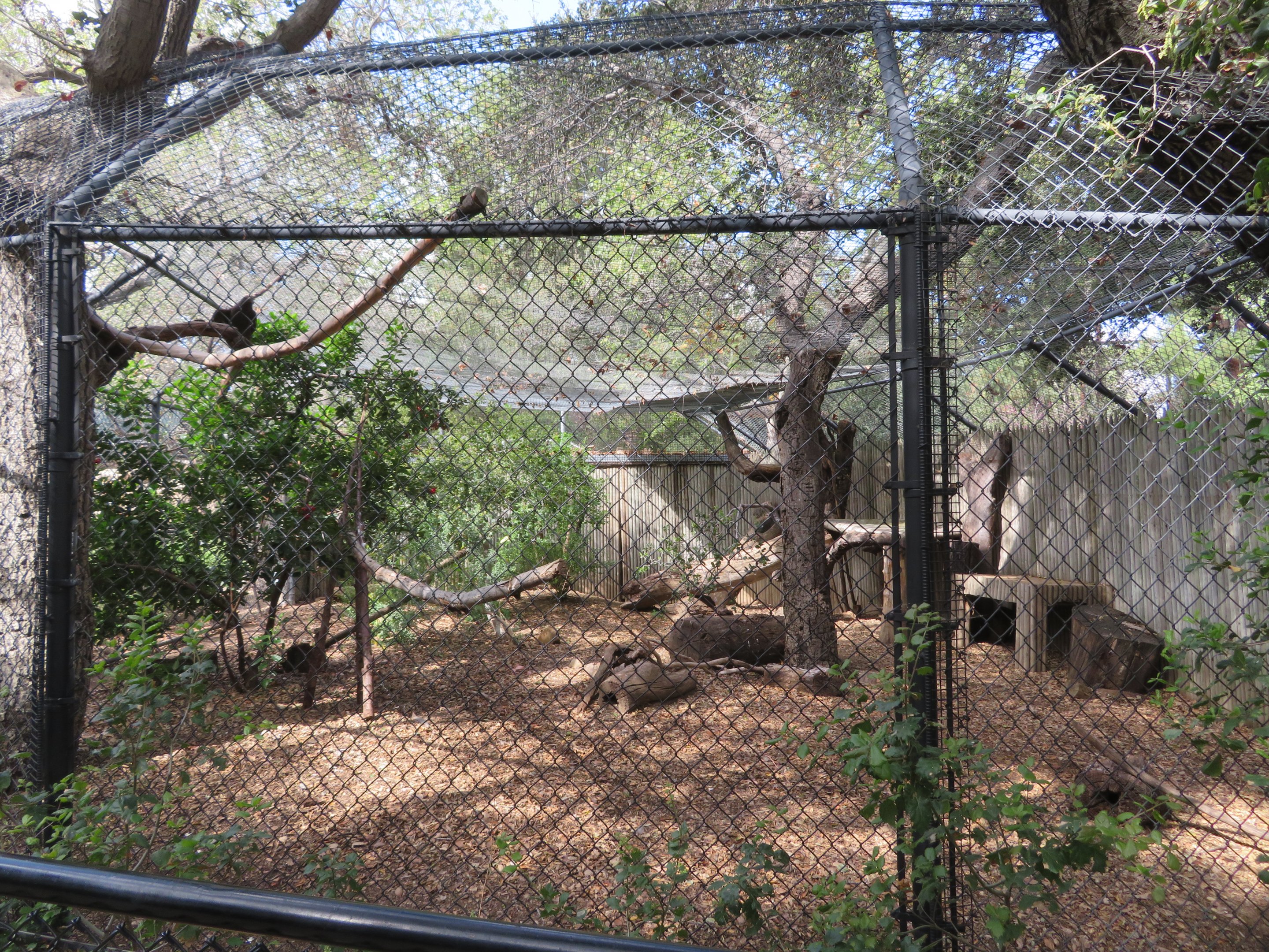 Red-tailed Hawk Exhibit